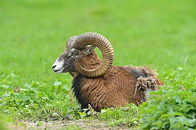 《狂野之心》DF分析评测：设计出色但BUG多